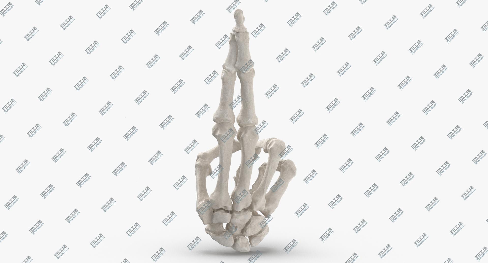 images/goods_img/2021040234/3D Real Human Hand Bones White Good Luck Sign model/5.jpg